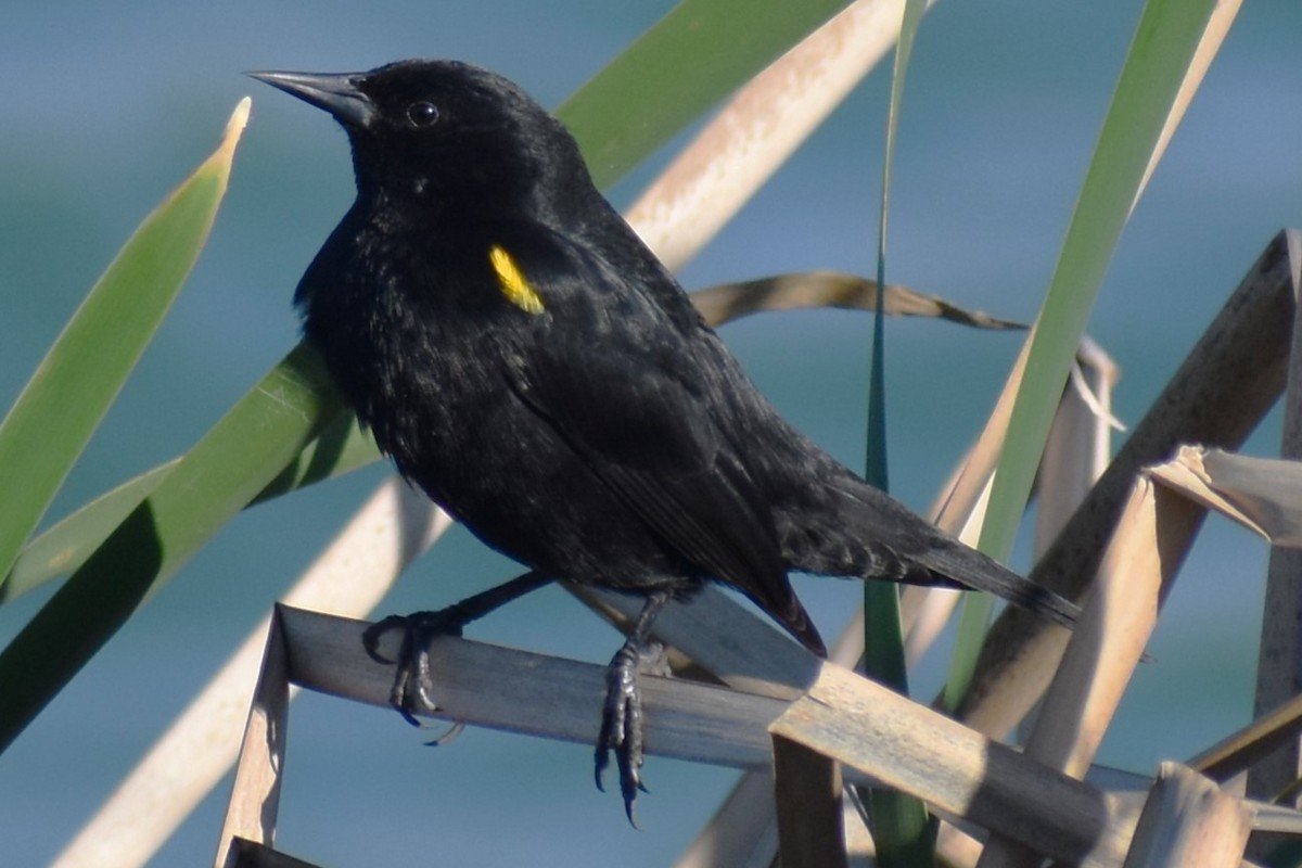 Varillero Aliamarillo - ML645021723