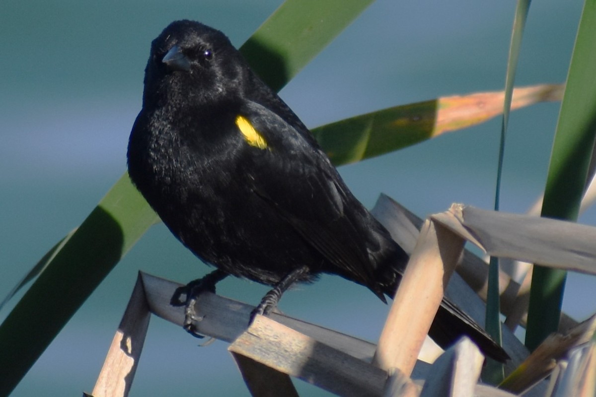 Varillero Aliamarillo - ML645021724