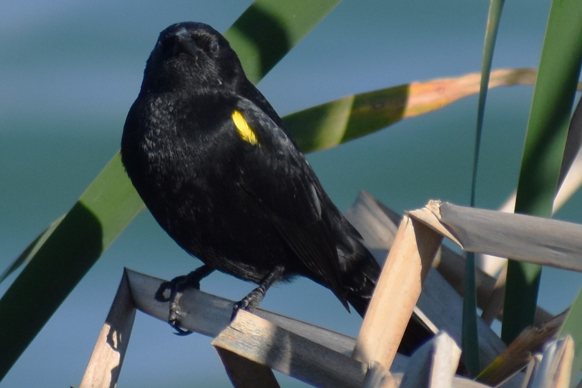 Varillero Aliamarillo - ML645021725