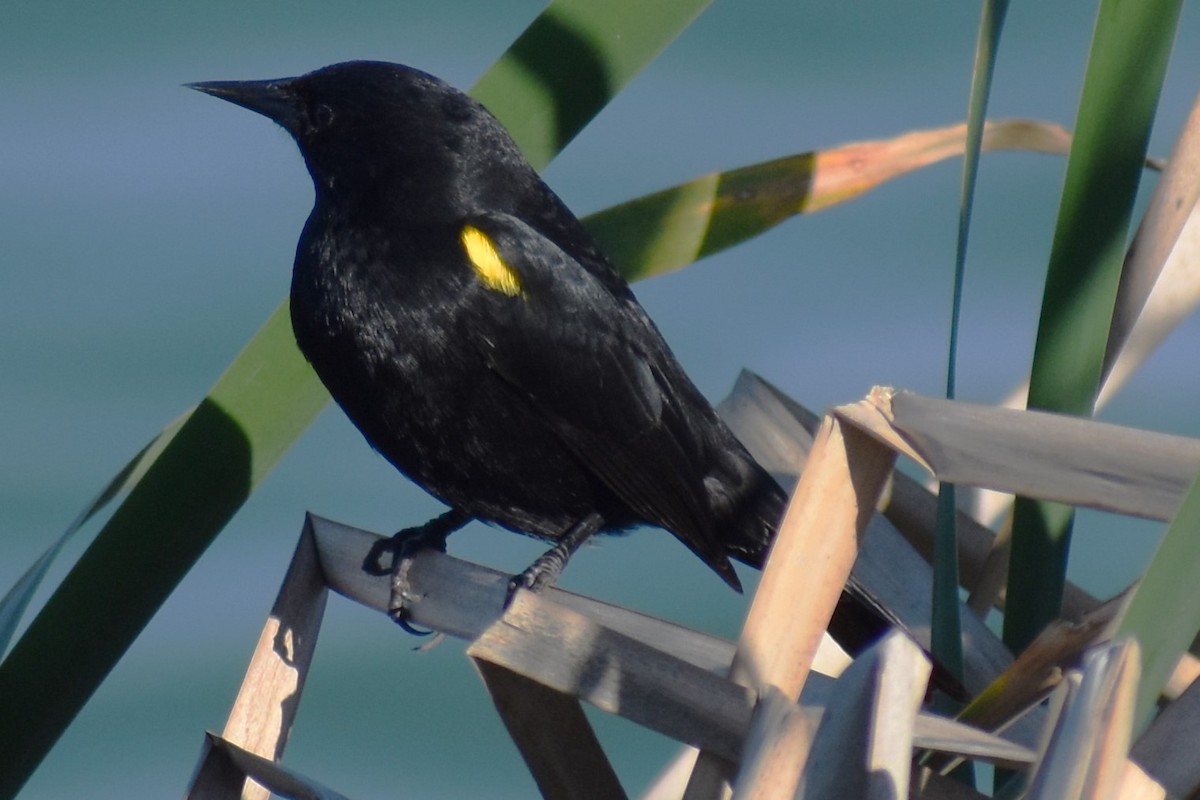 Varillero Aliamarillo - ML645021726