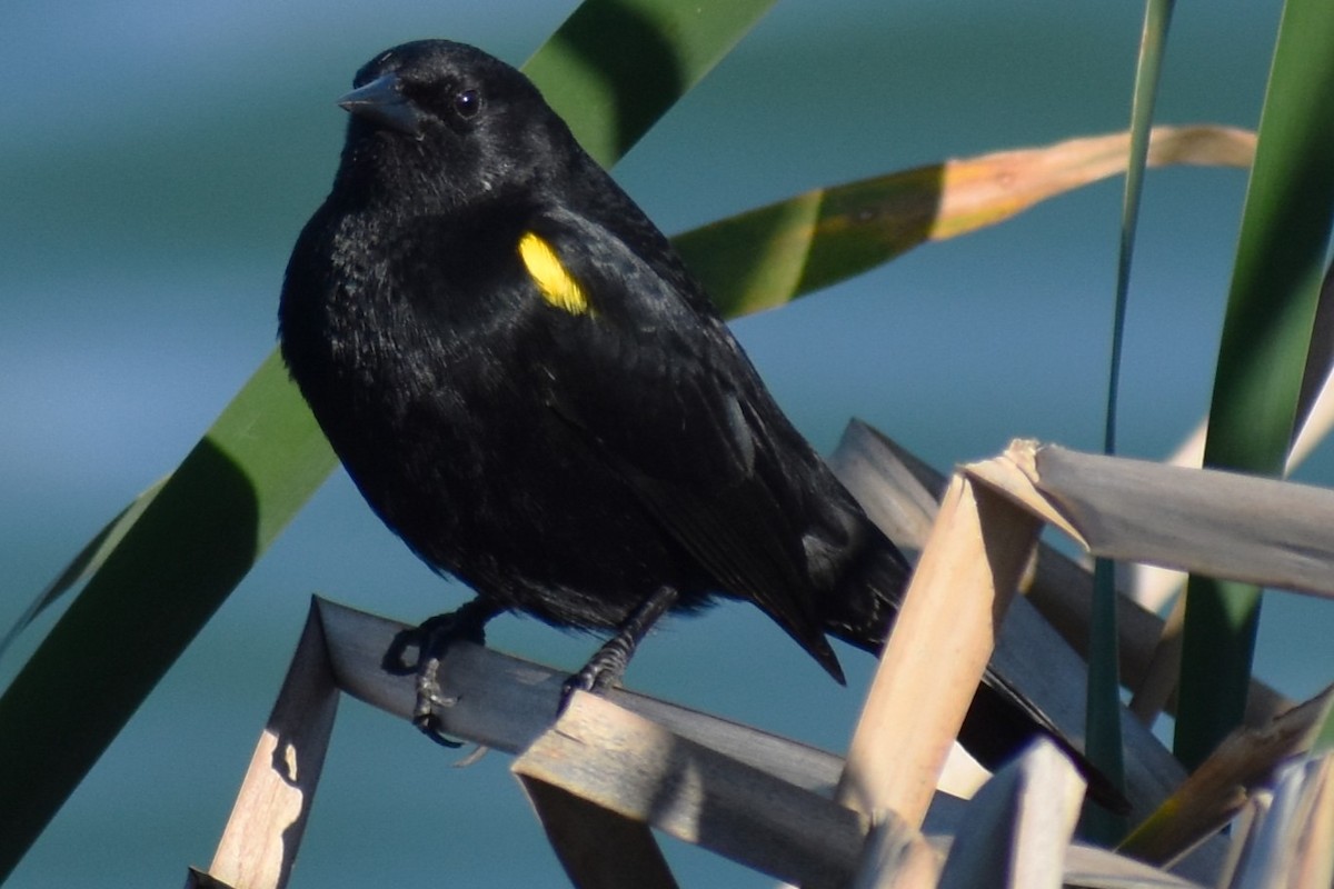 Varillero Aliamarillo - ML645021727