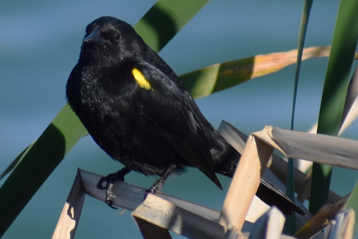 Varillero Aliamarillo - ML645021728