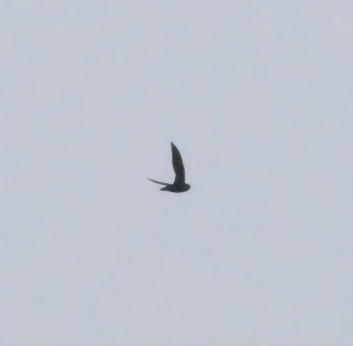 Chapman's Swift - ML645021745