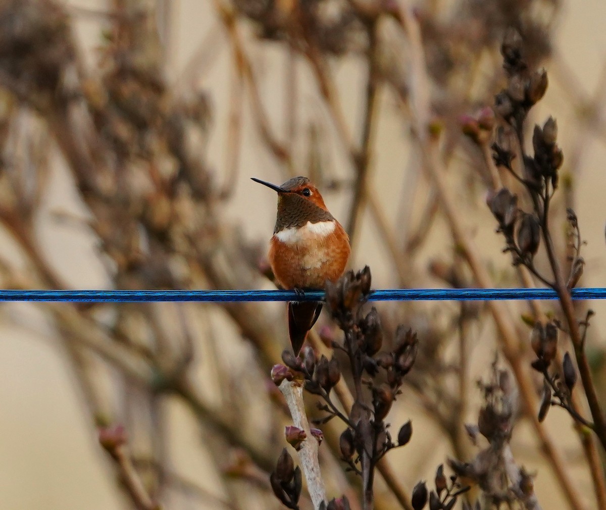 Rufous Hummingbird - ML645021748