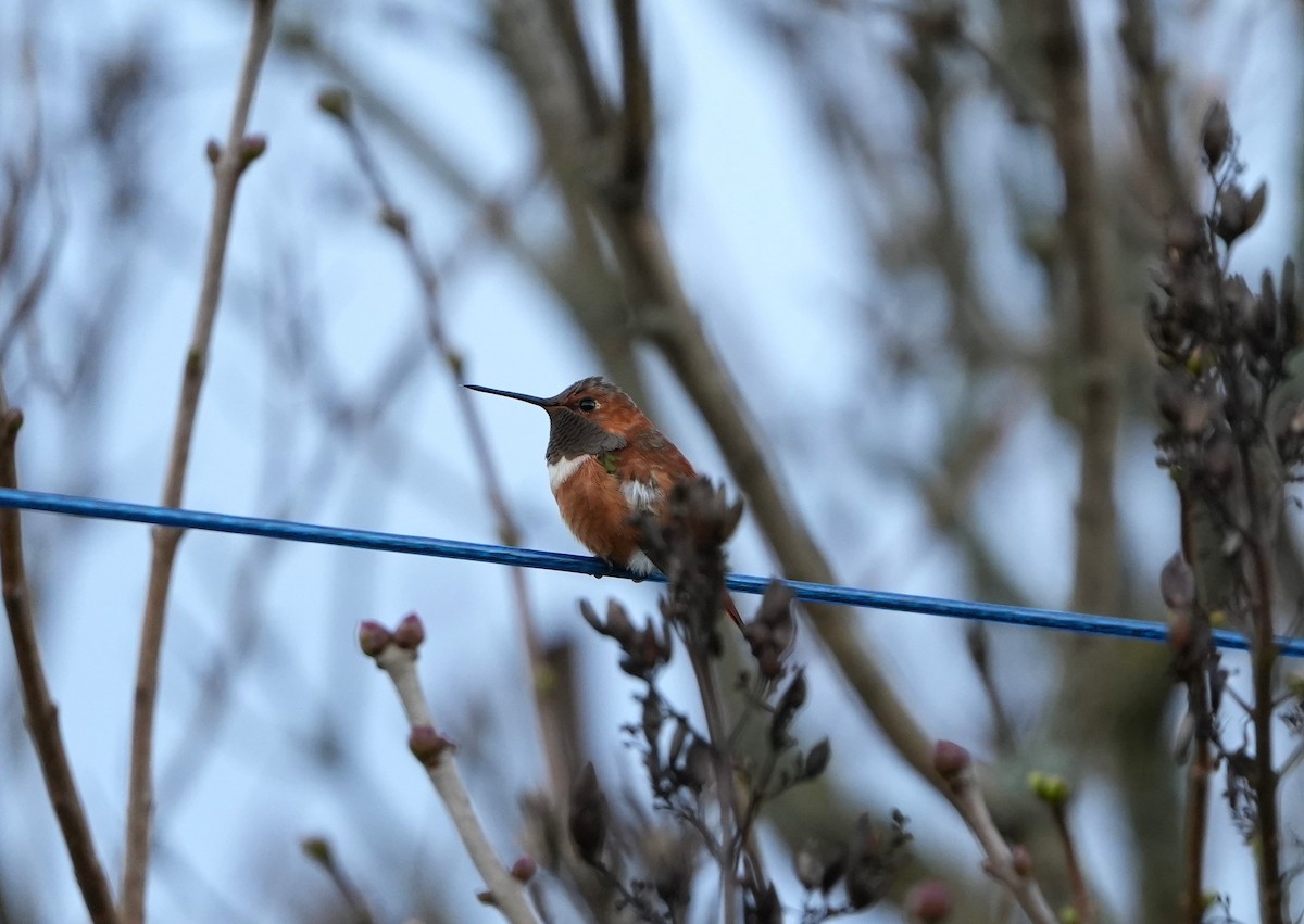 Rufous Hummingbird - ML645021749