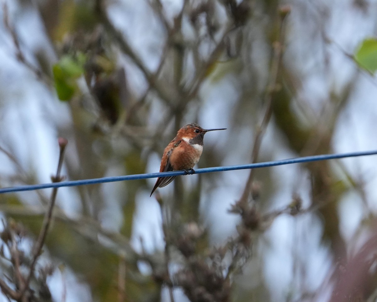 Rufous Hummingbird - ML645021750
