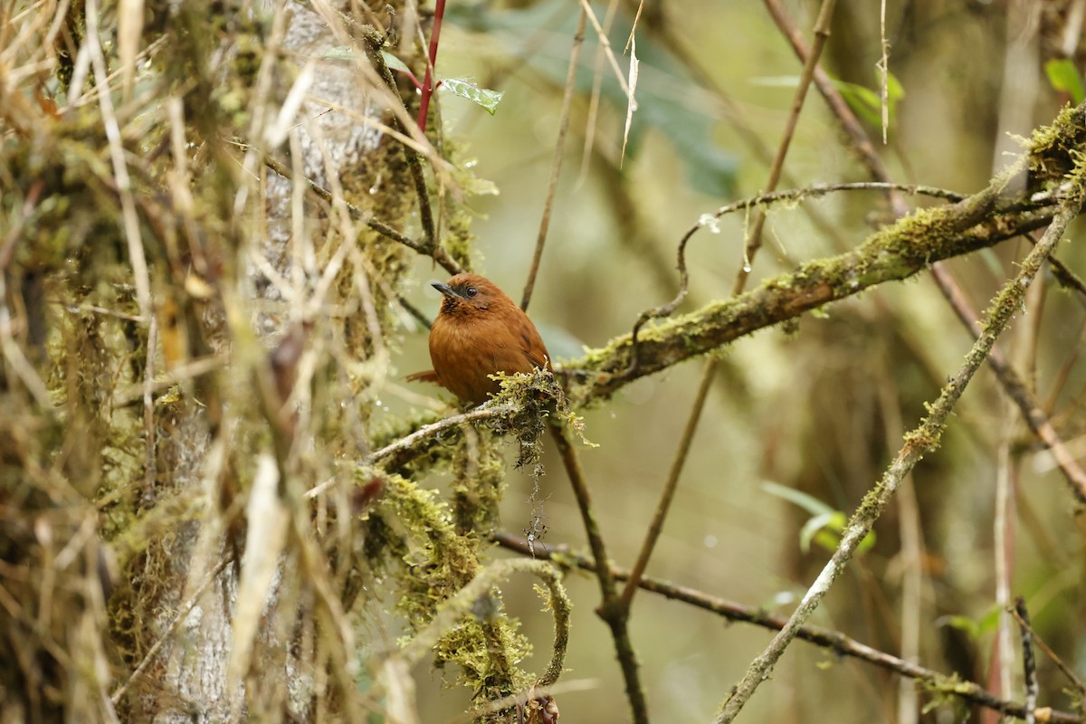 Rufous Spinetail - ML645021762