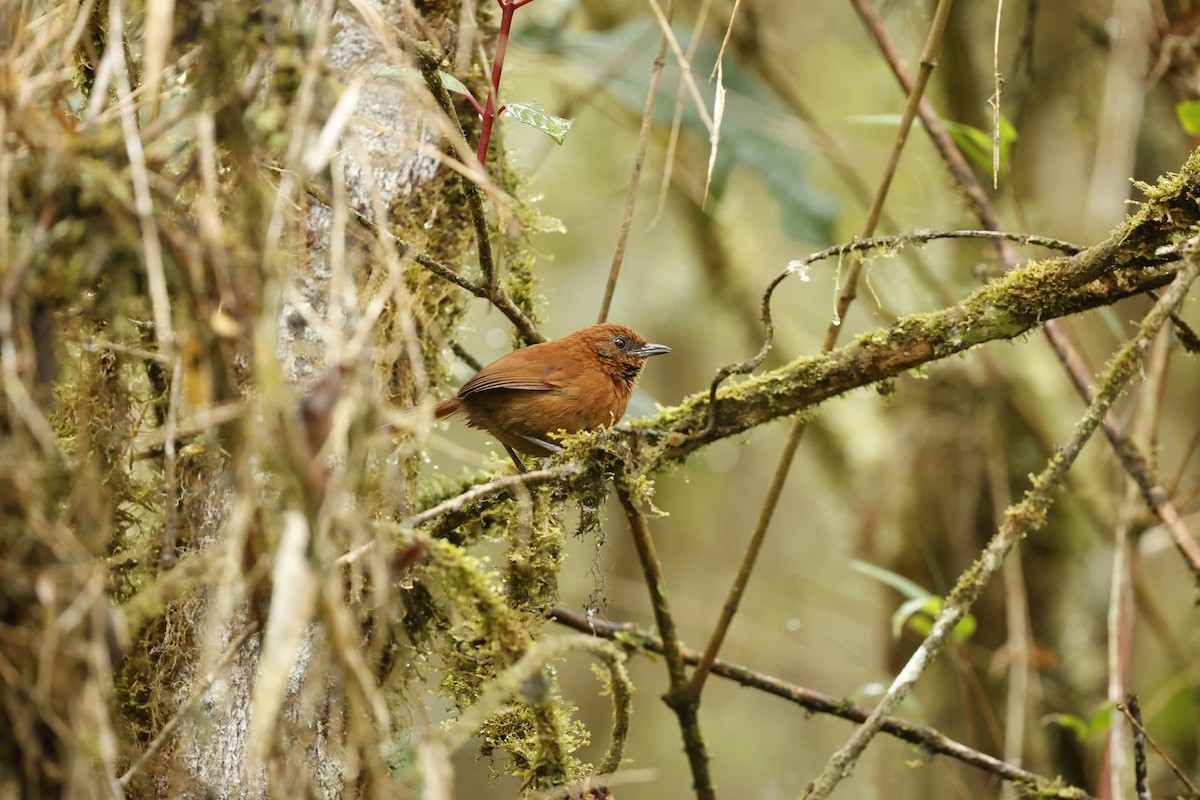 Rufous Spinetail - ML645021763