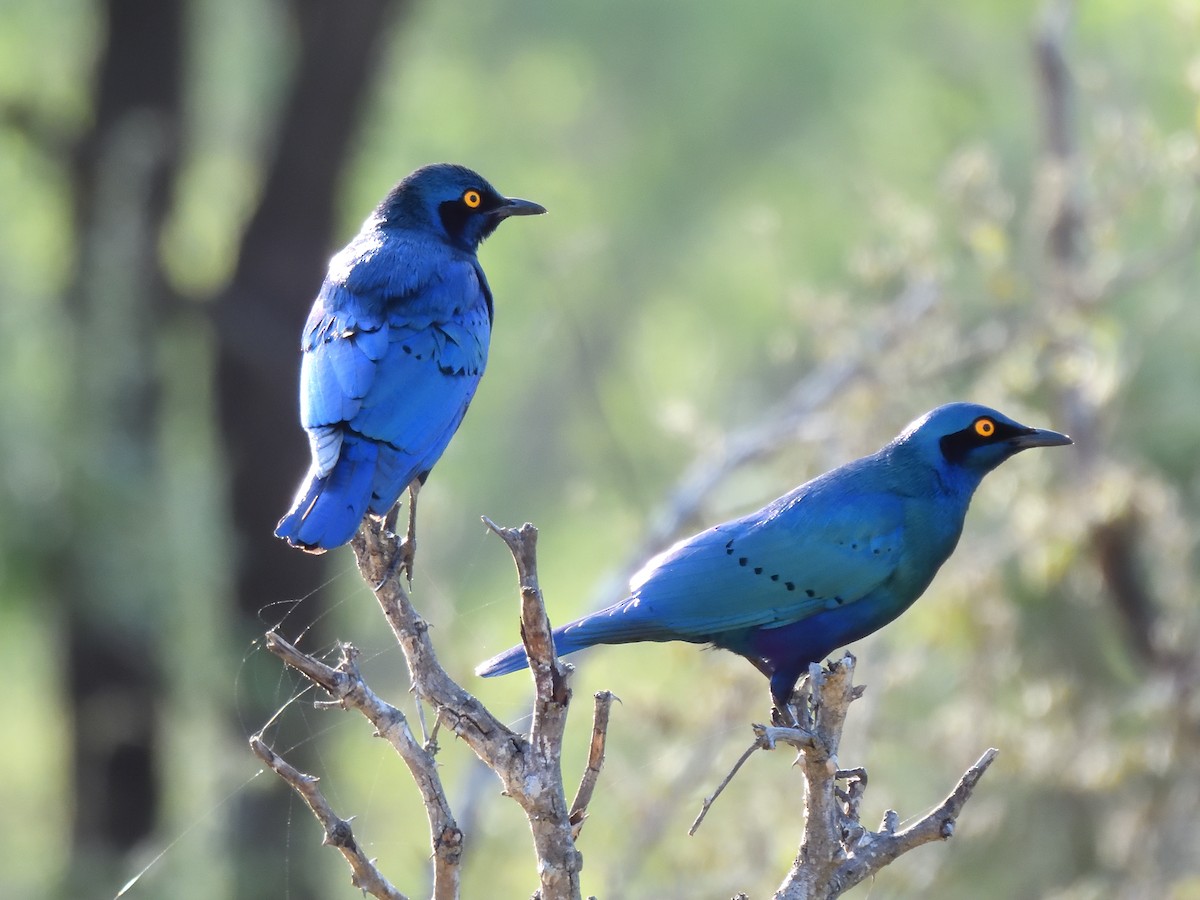 Greater Blue-eared Starling - ML645021791