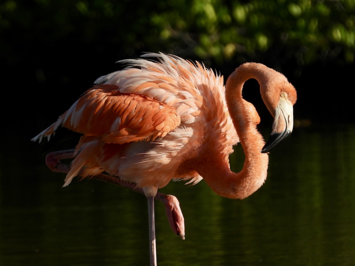 American Flamingo - ML645021793