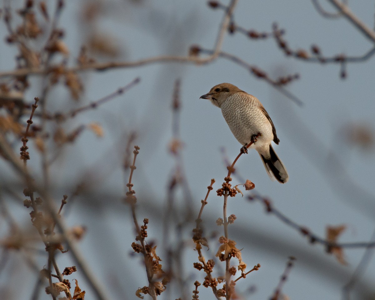 Northern Shrike - ML645021798