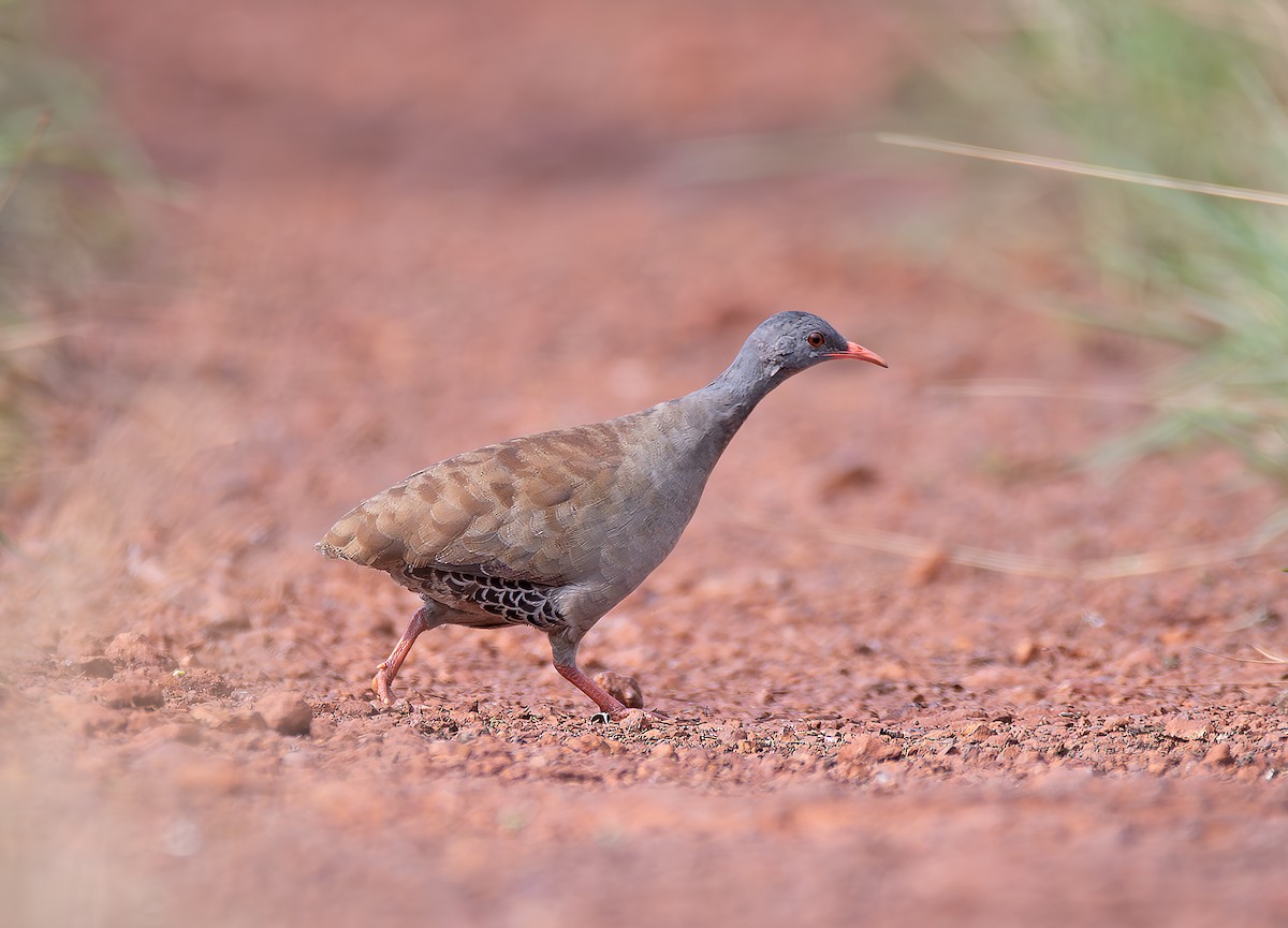 Small-billed Tinamou - ML645021799