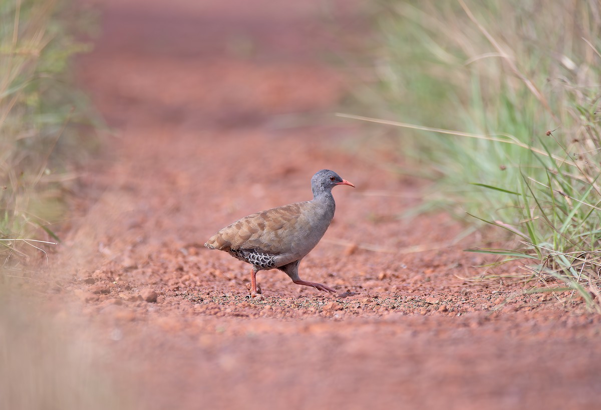 Small-billed Tinamou - ML645021800
