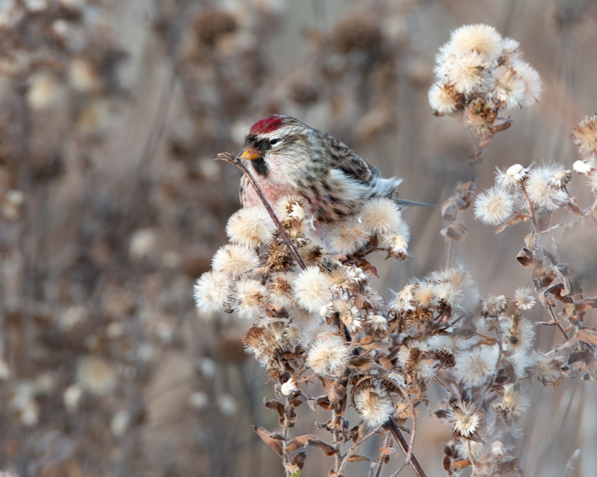 Redpoll - ML645021812