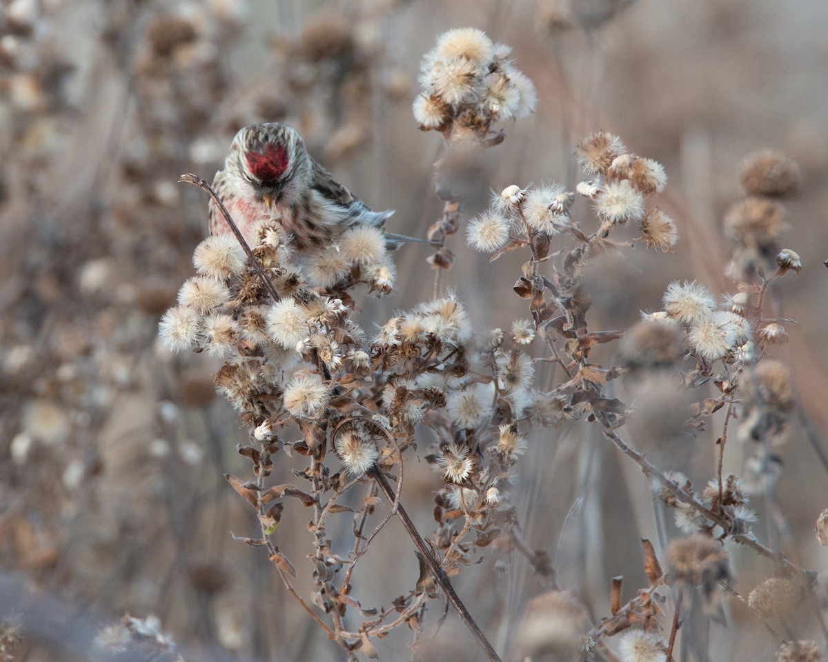 Redpoll - ML645021814