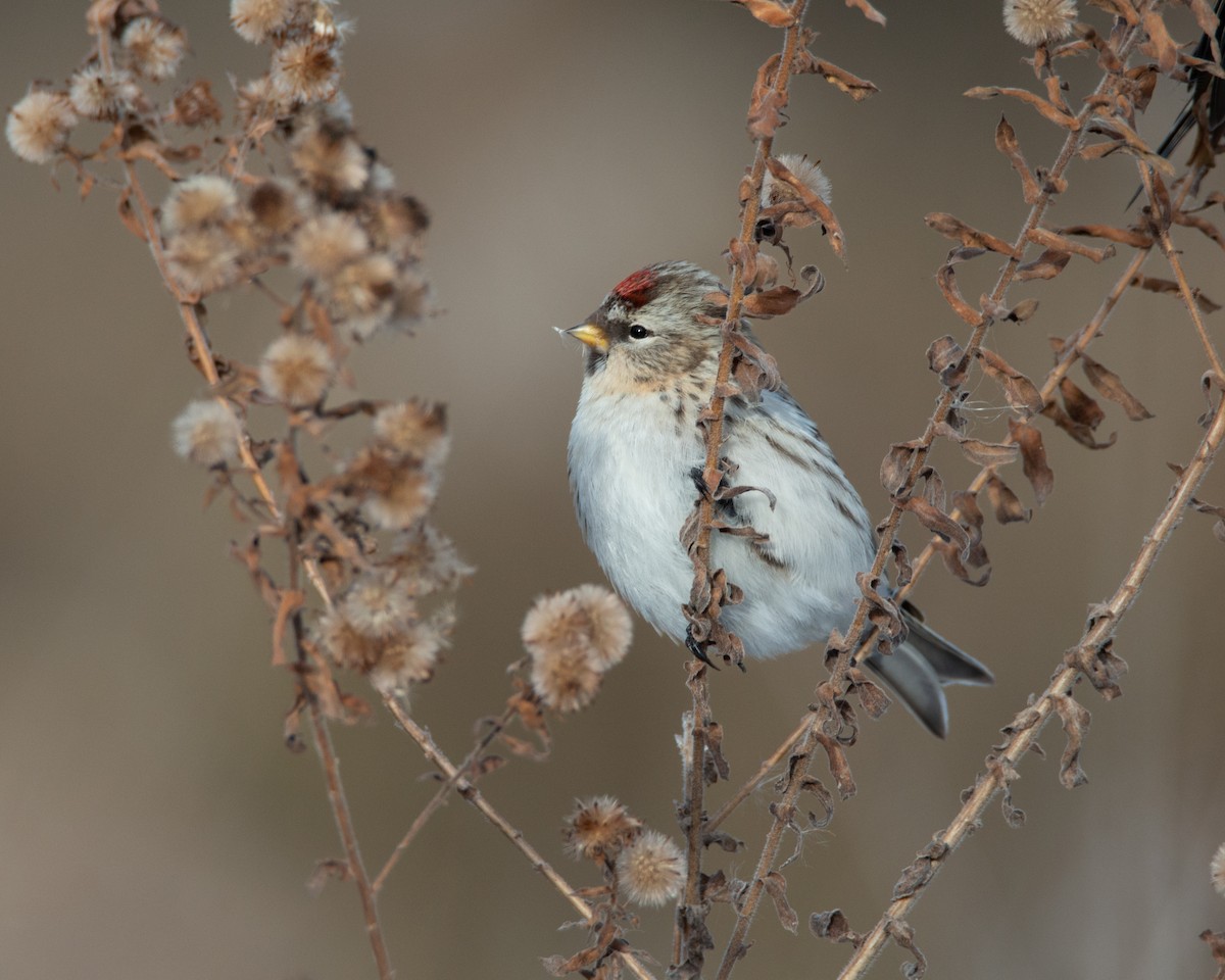 Redpoll - ML645021815