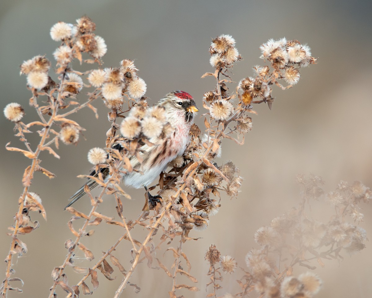 Redpoll - ML645021816