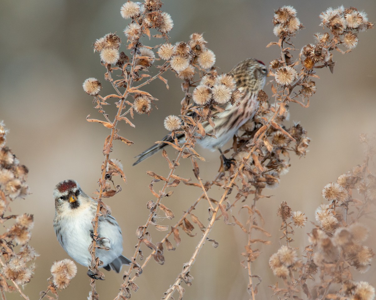 Redpoll - ML645021817
