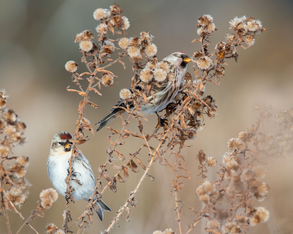 Redpoll - ML645021819