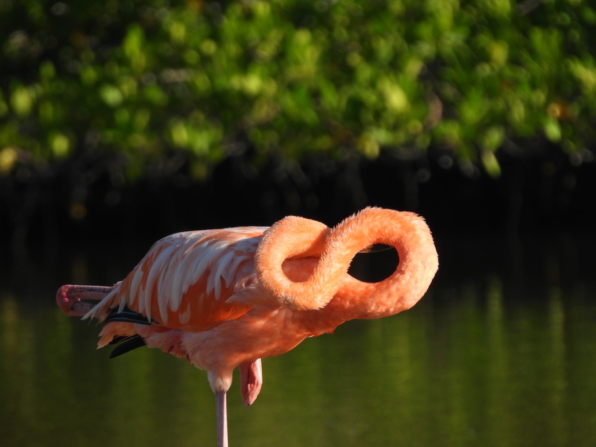 American Flamingo - ML645021821
