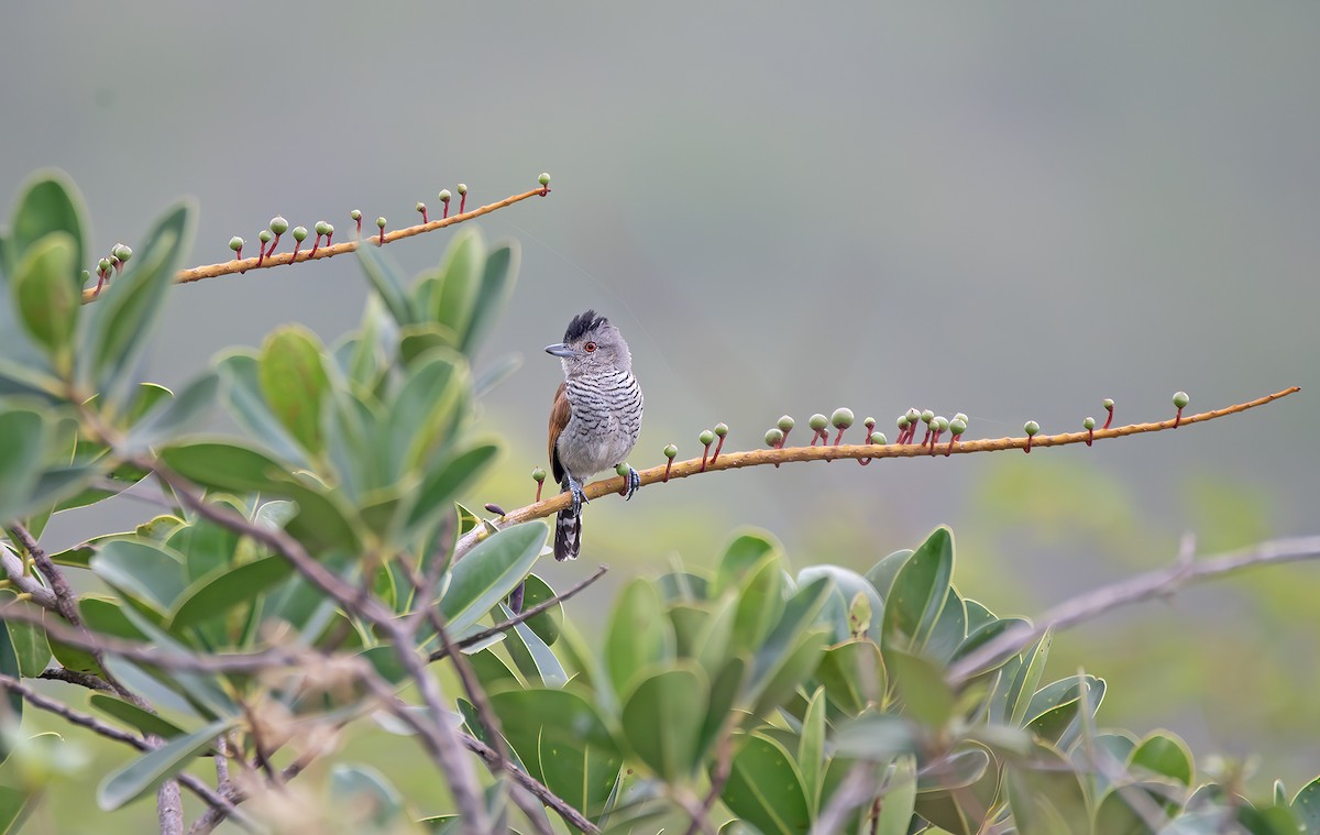 Rufous-winged Antshrike - ML645021824