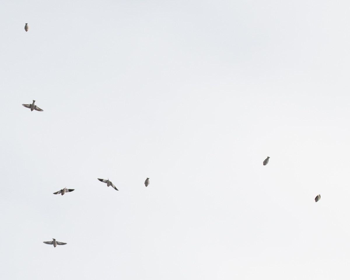 Snow Bunting - ML645021827