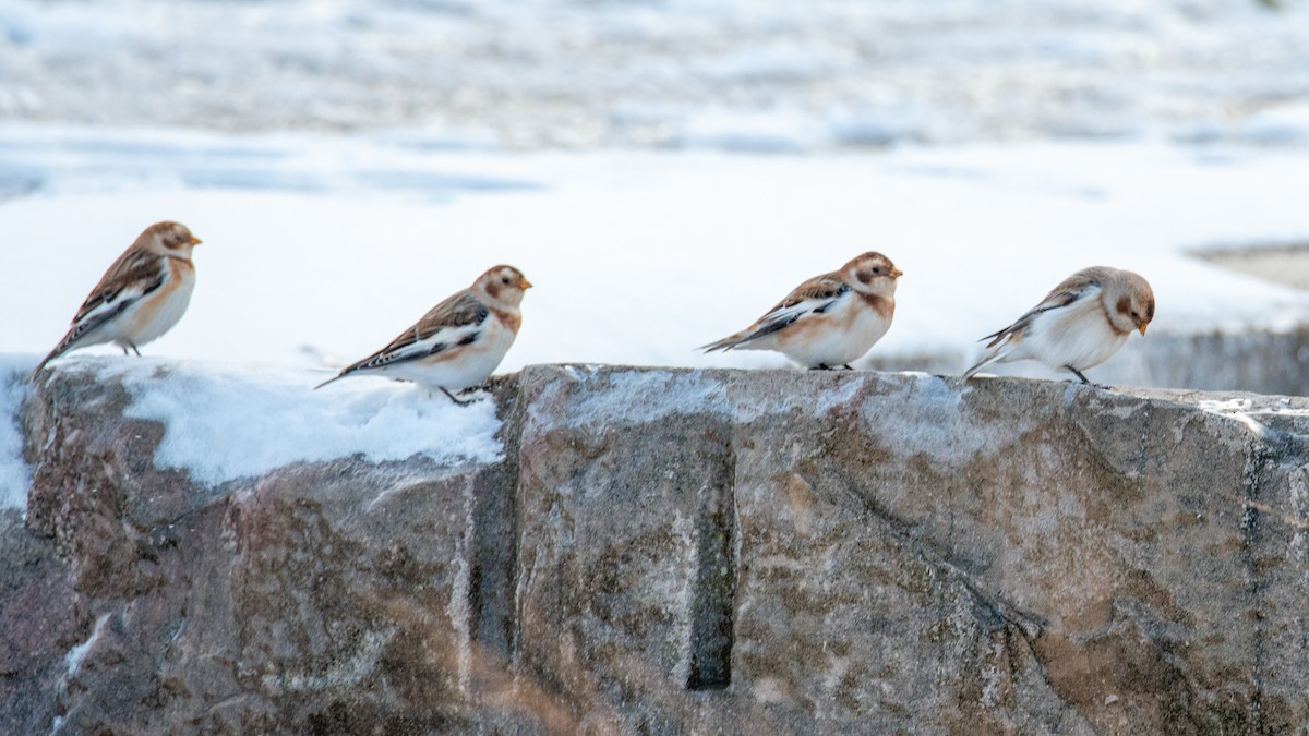 Snow Bunting - ML645021828