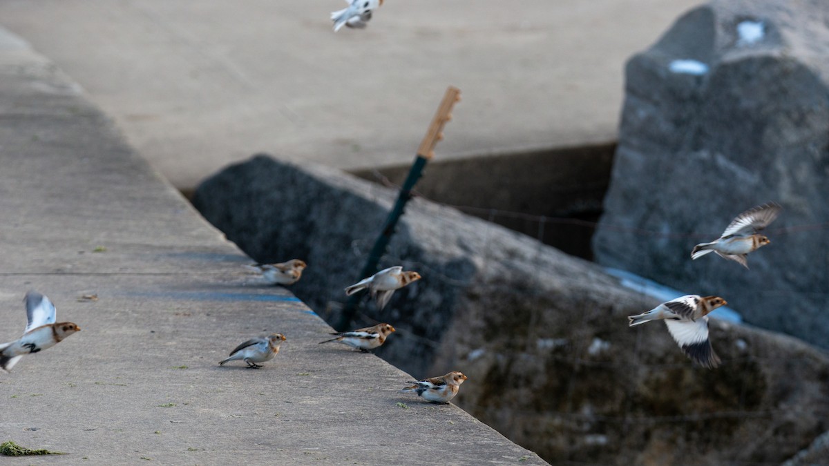 Snow Bunting - ML645021829