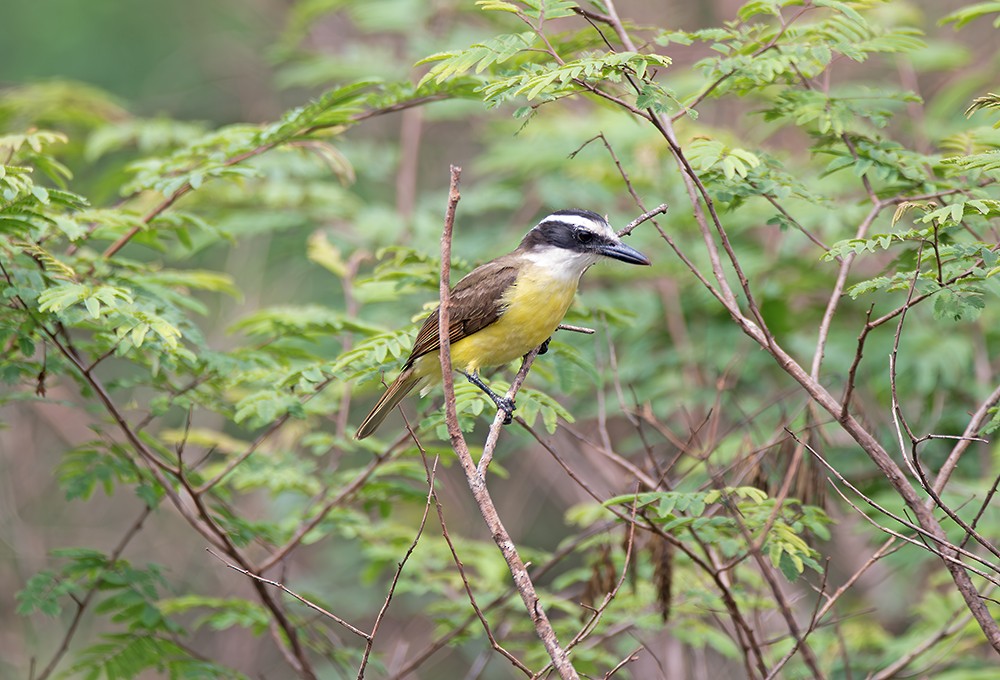 Great Kiskadee - ML645021835
