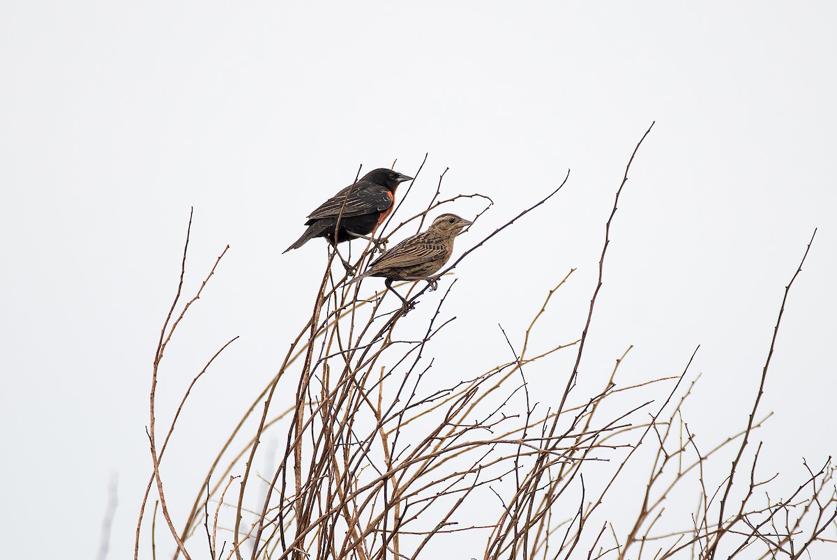 Red-breasted Meadowlark - ML645021837