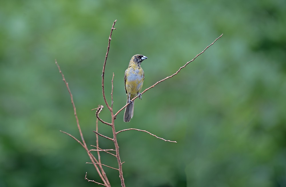 Black-faced Tanager - ML645021847