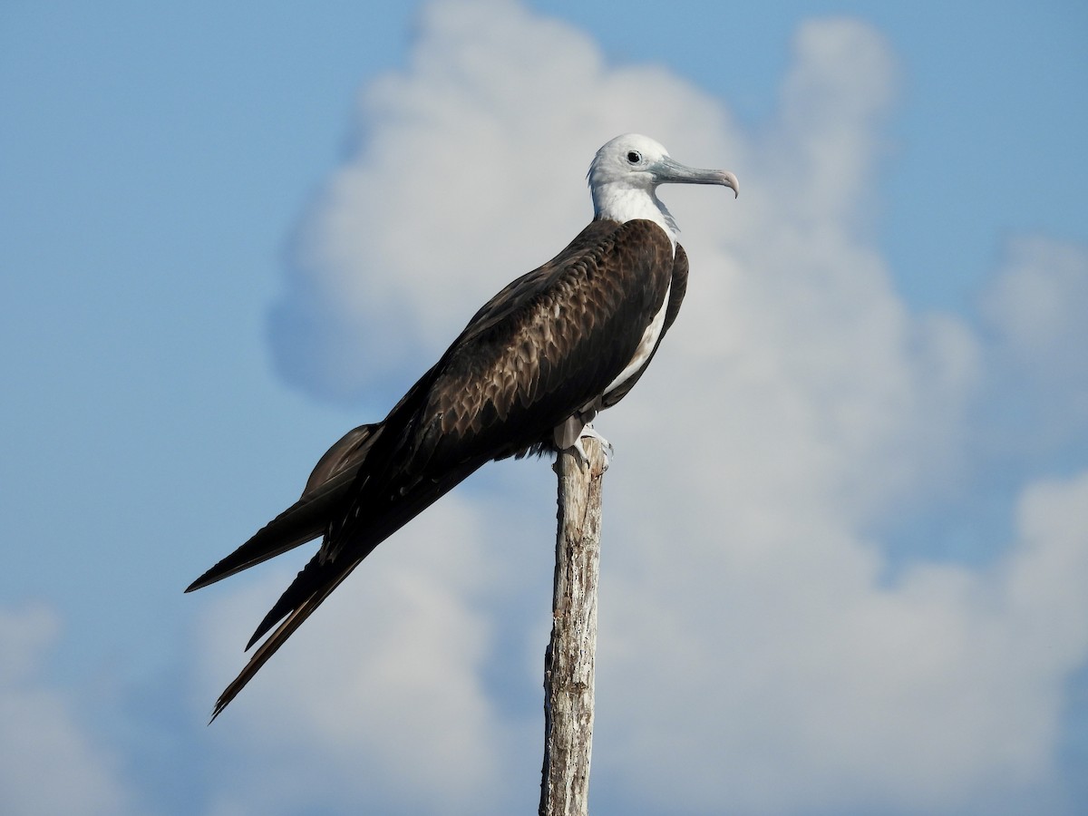Magnificent Frigatebird - ML645021850