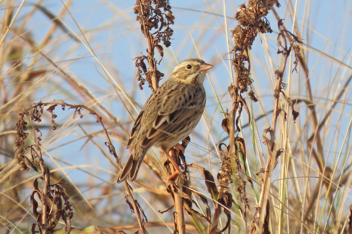 strnadec luční (ssp. princeps) - ML645021858