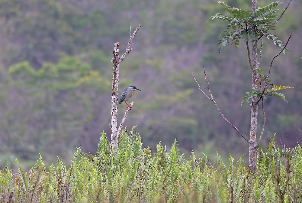 Striated Heron - ML645021863