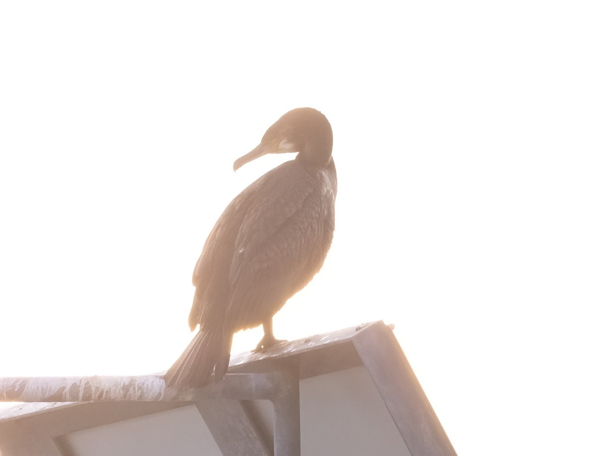 Great Cormorant - ML645021867