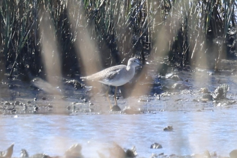 Greater Yellowlegs - ML645021875