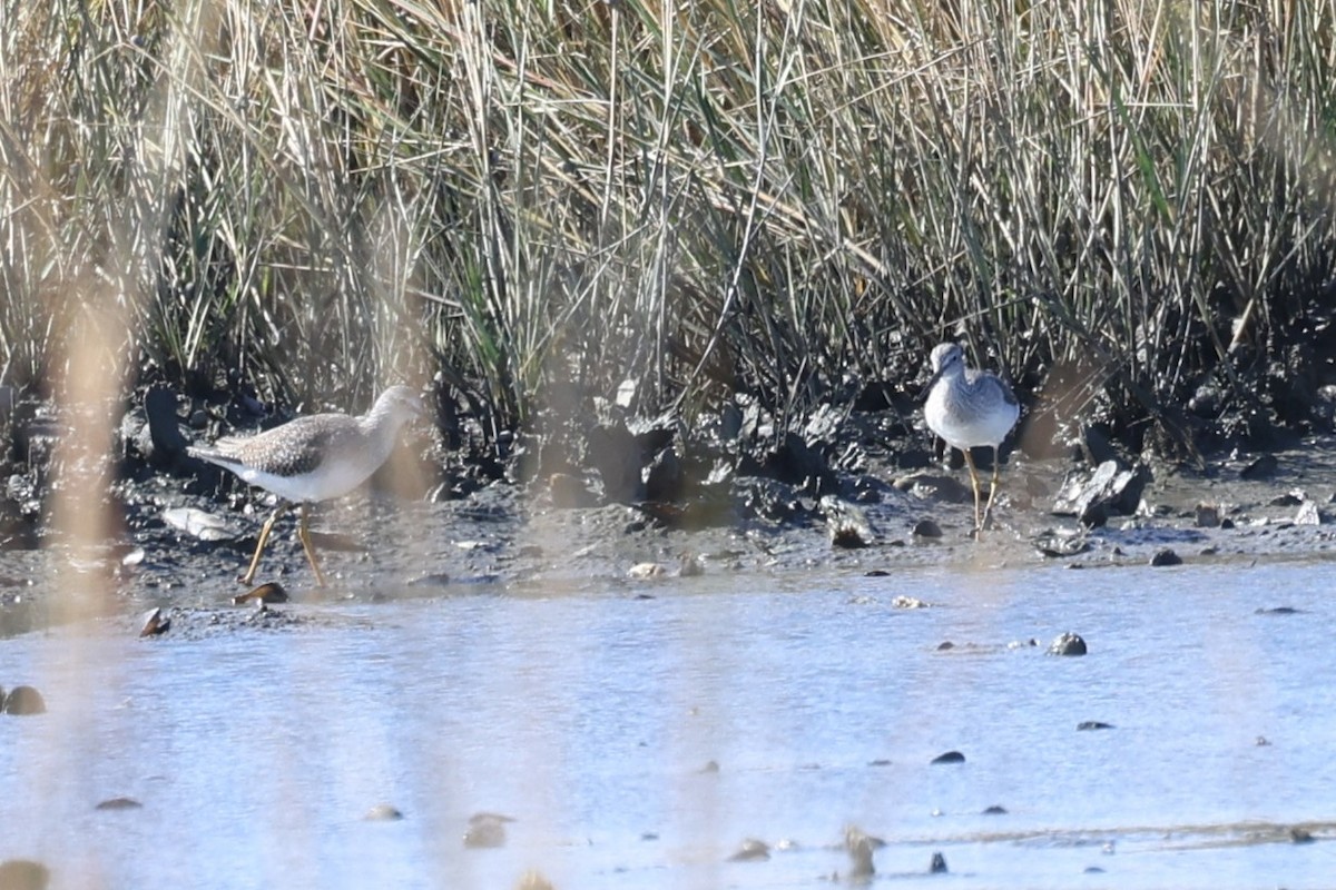 Greater Yellowlegs - ML645021876