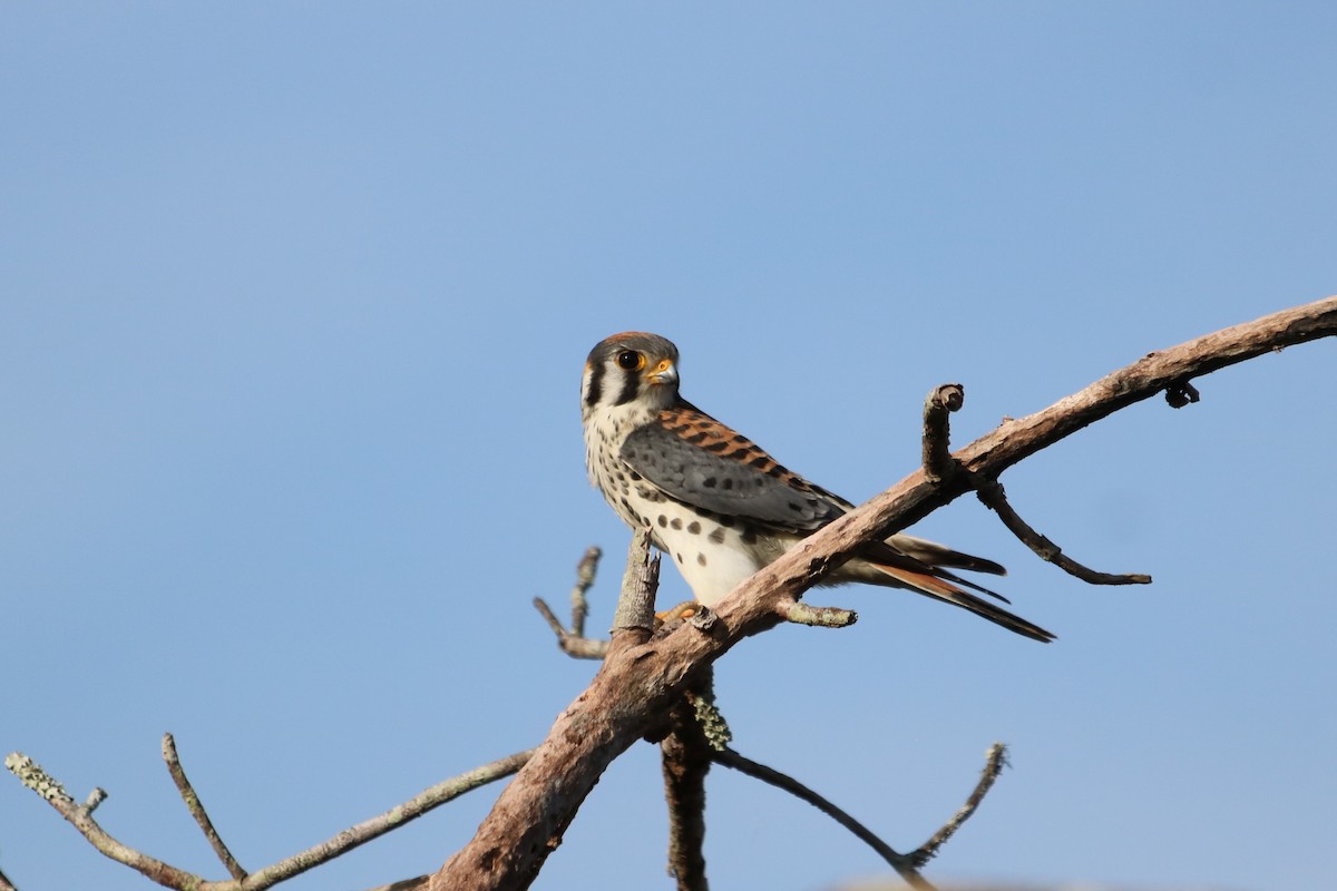 American Kestrel - ML645021877