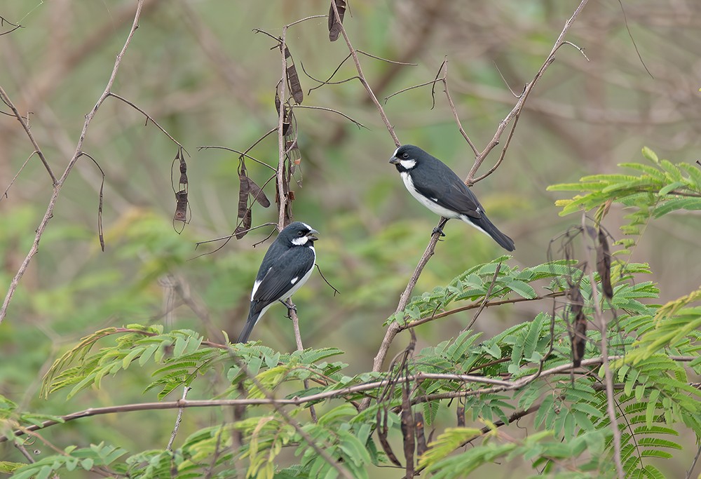 Lined Seedeater - ML645021878