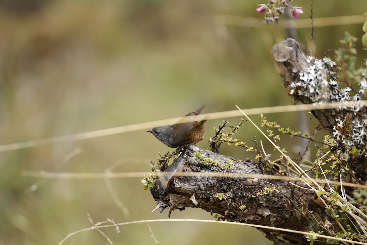 Jalca Tapaculo - ML645021882