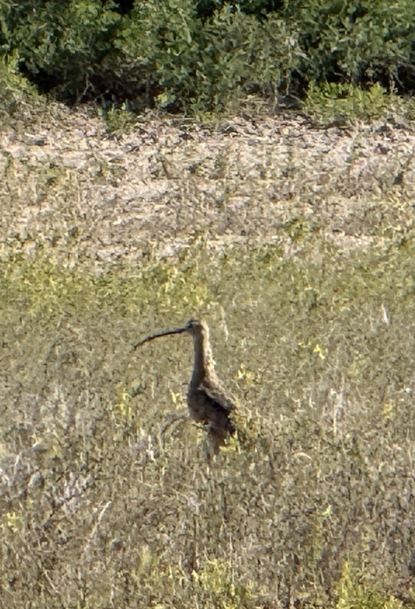 Кульон американський - ML645021883