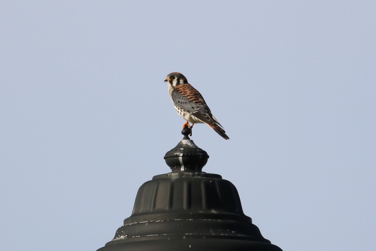 American Kestrel - ML645021884