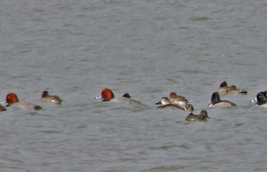 Попелюх американський - ML645021885