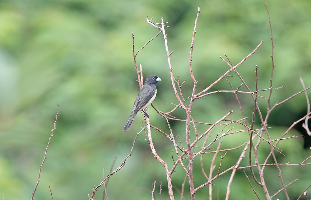 Yellow-bellied Seedeater - ML645021886