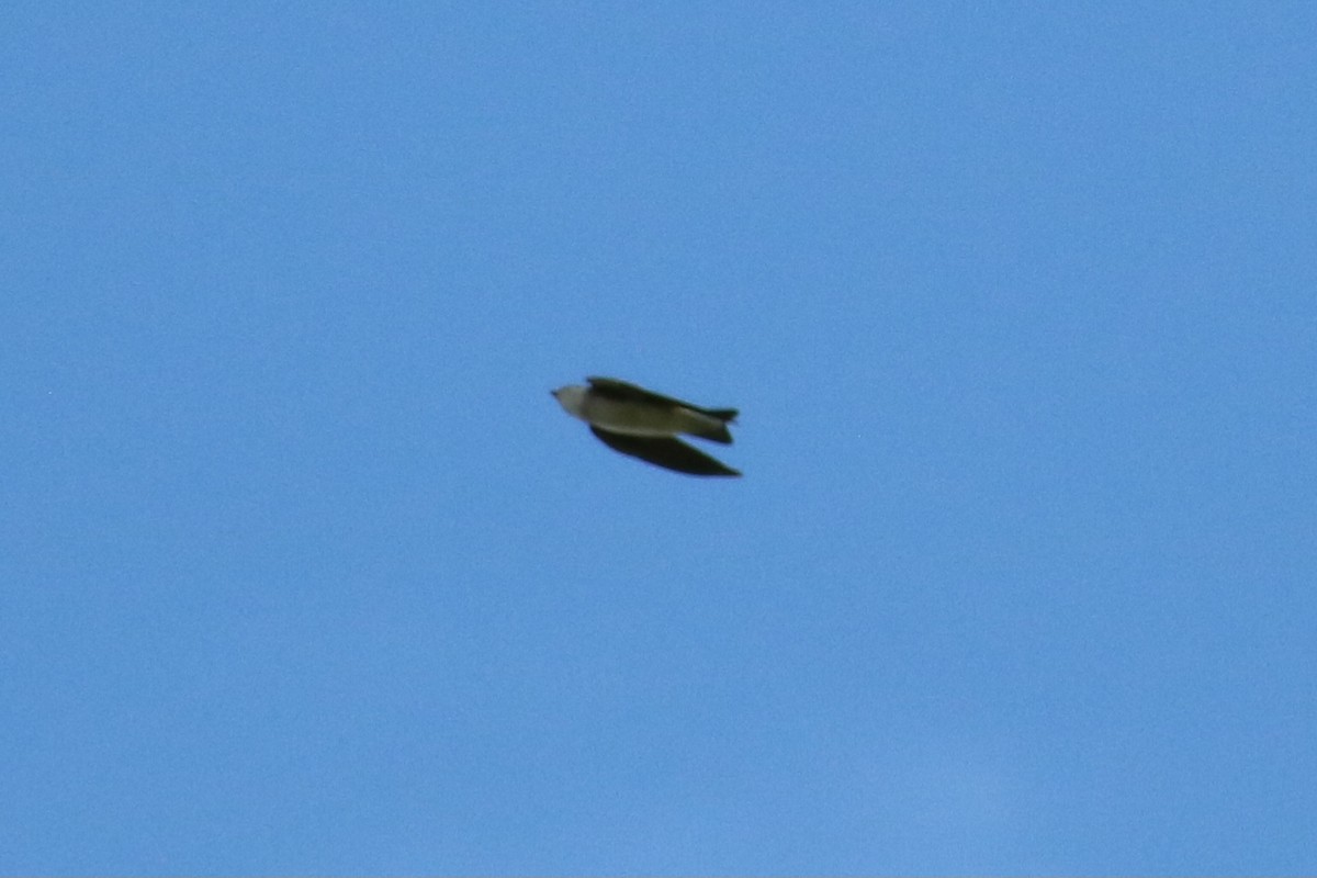 Uhalde-enara arrunta - ML645021887