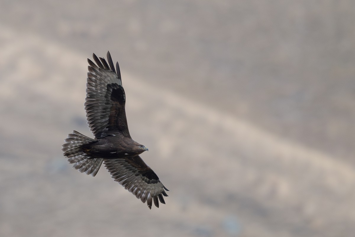 Kızıl Şahin - ML645021895