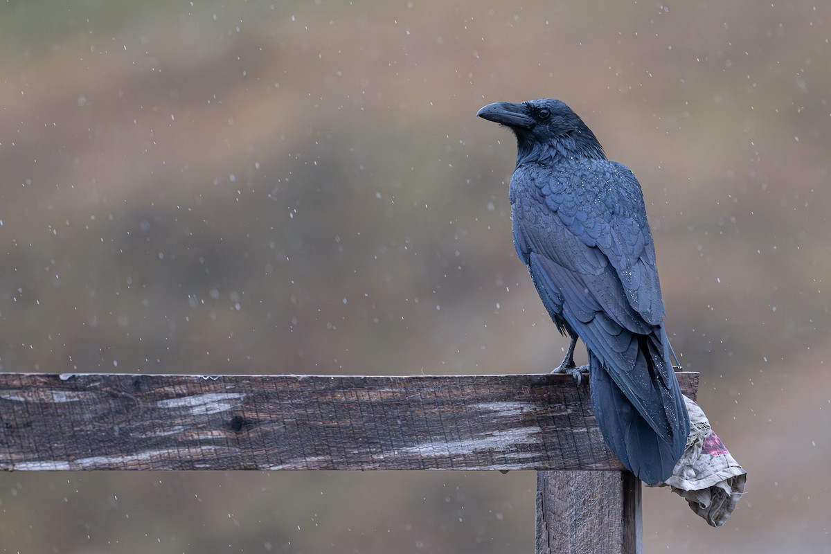 Grand Corbeau - ML645021897