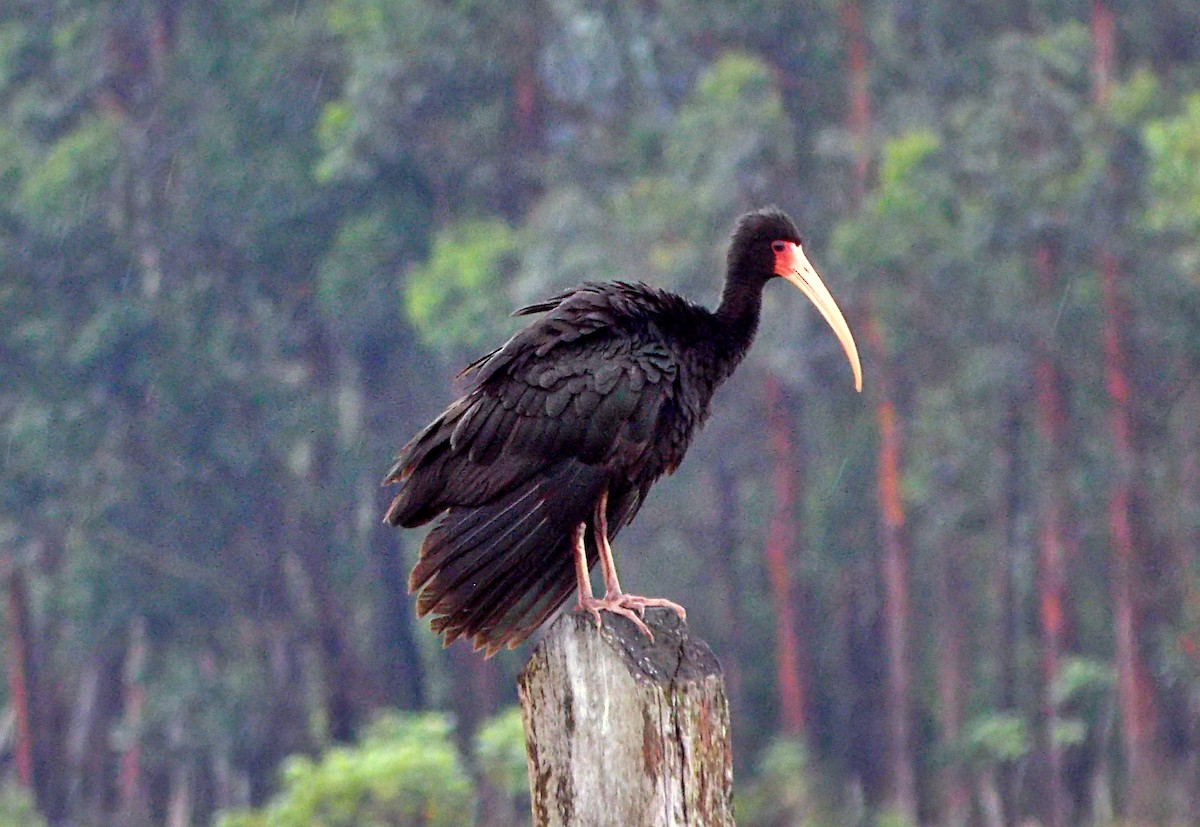 Ibis Afeitado - ML645021908