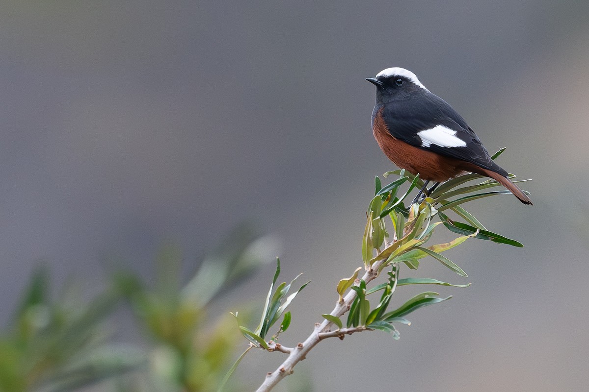 White-winged Redstart - ML645021909