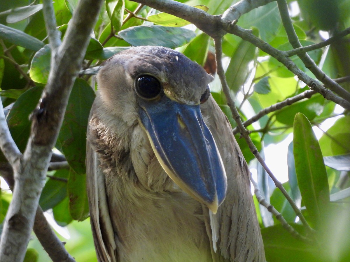 Boat-billed Heron - ML645021913